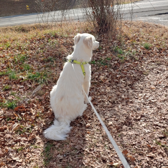 Meet your Posher, Tessa - Picture 3 of 8